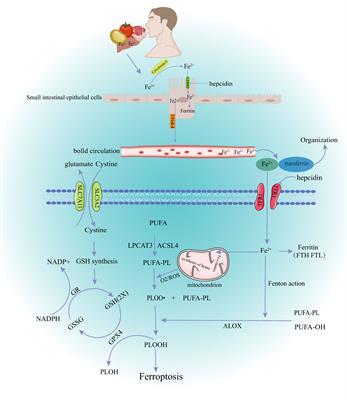 The mechanisms crosstalk and therapeutic opportunities between ferroptosis and ovary diseases